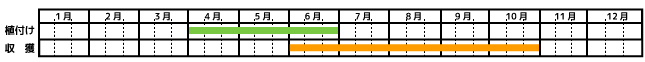 バジル_栽培カレンダー