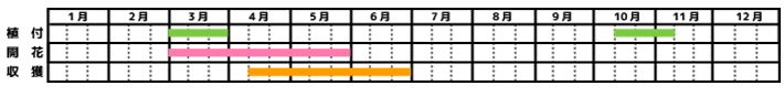 いちご_栽培カレンダー
