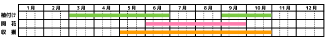 ミント_栽培カレンダー